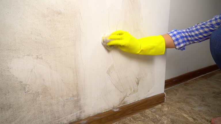 Mold Odor Removal Services in Fort Wayne, IN